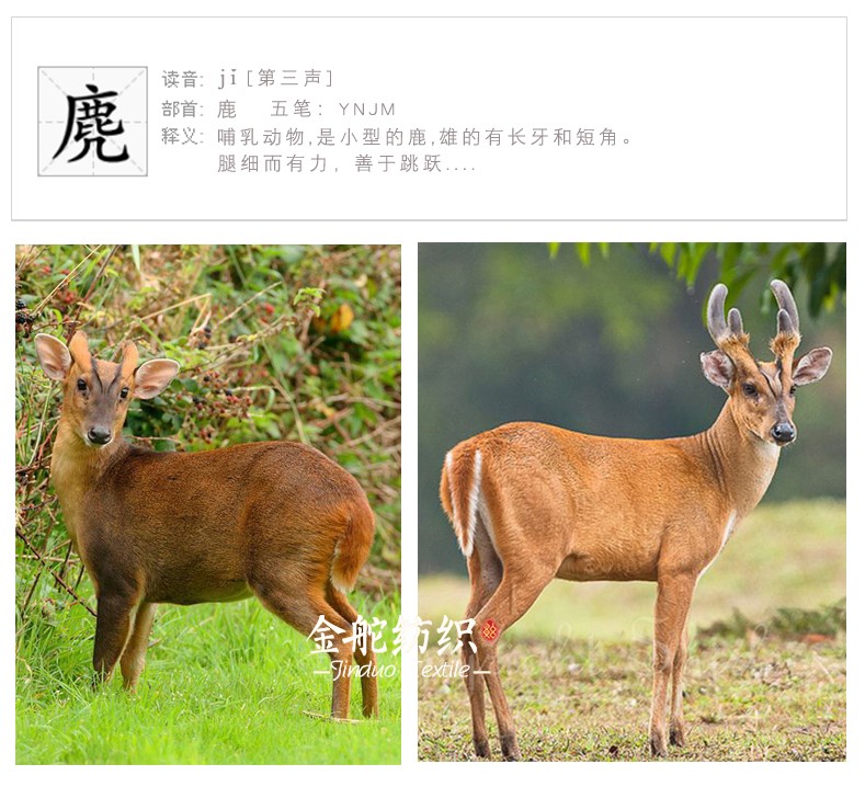 麂皮絨是什么面料? 麂皮絨是什么面料?